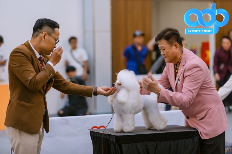 VKA Firework International Dog Show - Đà Nẵng 2025: Kết nối đam mê, bùng nổ cảm xúc cùng pháo hoa quốc tế